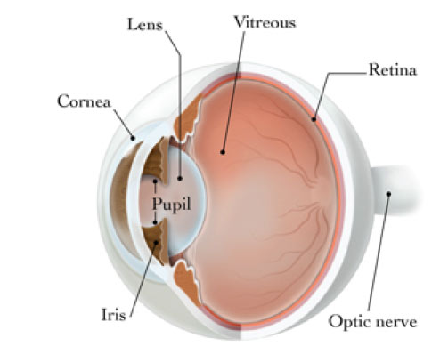 Types of Diabetic Retinopathy: Eye Diagram