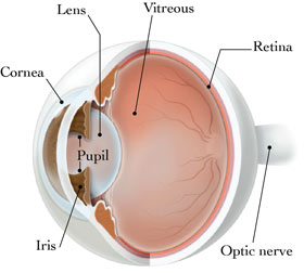 Diagram of the Eye